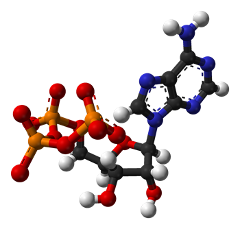 ATP-struture.png ATP-struture.png