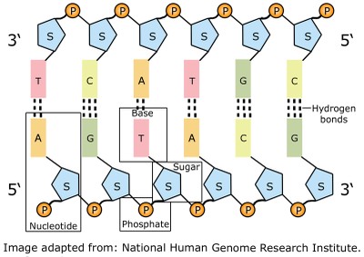 chuoi-DNA.jpg