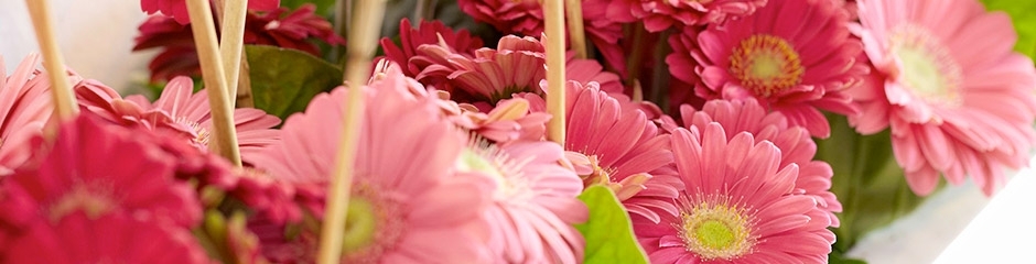 Cuc-dong-tien-Gerbera-banner.jpg