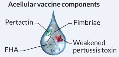 Acellular-Vaccine-components.jpg