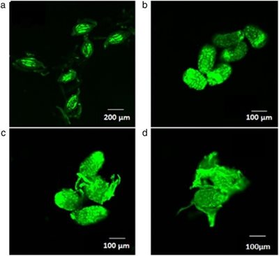 hinh-4-nuoi-cay-invitro-Lan-hai.jpg