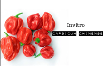 Nhân giống invitro giống ớt Capsicum Chinense Jacq. 