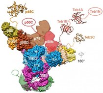 CÁC NHÀ KHOA HỌC TÌM RA ENZYME ĐÓNG VAI TRÒ LÃO HÓA VÀ UNG THƯ