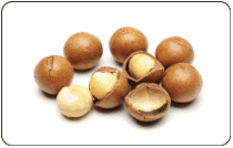 Nhân giống in vitro cây Mắc ca Macadamia (Macadamia integrifolia L.)