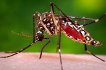 Virus Zika gây ra biến dạng đầu ở hàng ngàn trẻ em Brazil