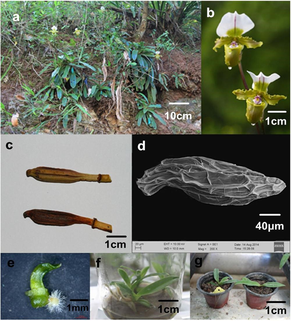 hinh-1-nuoi-cay-invitro-lan-Hai-Paphiopedilum-spicerianum.jpg