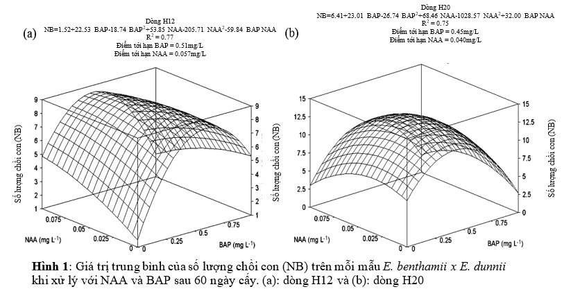 hinh-1-vi-nhan-giong-cay-bach-dan-lai.PNG hinh-1-vi-nhan-giong-cay-bach-dan-lai.PNG