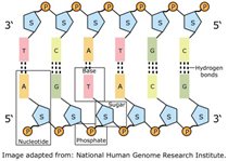 LƯU TRỮ DỮ LIỆU TRÊN DNA