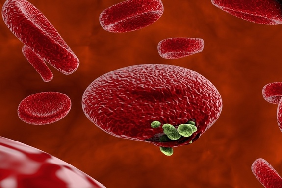 malaria-parasite-red-blood-cells.jpg