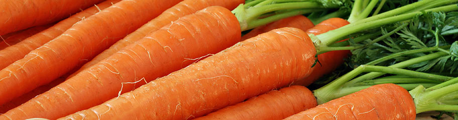 nhan-giong-invitro-carrot.jpg