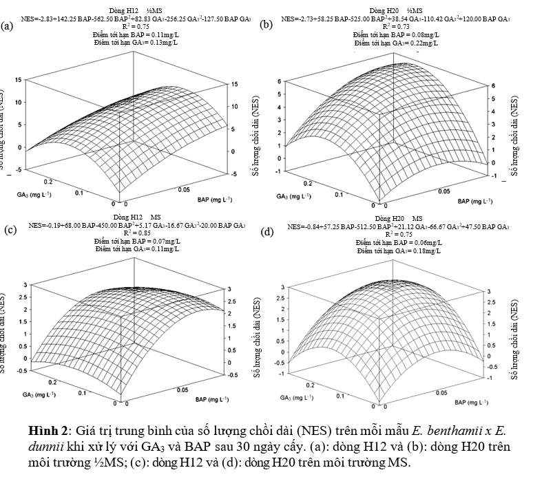 hinh-2-vi-nhan-giong-cay-bach-dan.PNG hinh-2-vi-nhan-giong-cay-bach-dan.PNG