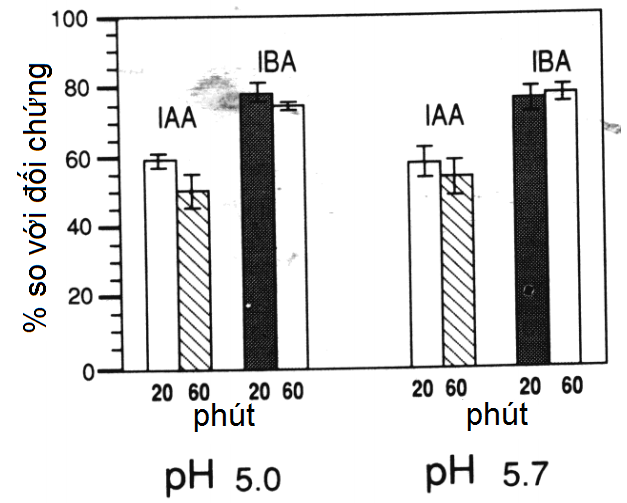 hinh-1-anh-huong-cua-iba-va-iaa.png