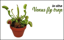 VI NHÂN GIỐNG CÂY BẪY RUỒI VENUS BẰNG NUÔI CẤY CHỒI