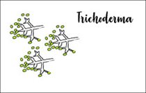 Phân lập và mô tả Trichoderma spp cho hoạt tính kháng bệnh thối rễ và các bệnh trên lá